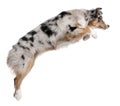 Australian Shepherd dog jumping, 7 months old Royalty Free Stock Photo