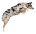 Australian Shepherd dog jumping, 7 months old Royalty Free Stock Photo