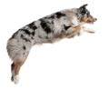 Australian Shepherd dog jumping, 7 months old Royalty Free Stock Photo