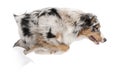 Australian Shepherd dog jumping out of white background Royalty Free Stock Photo