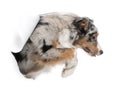 Australian Shepherd dog jumping out of white background Royalty Free Stock Photo