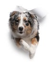 Australian Shepherd dog jumping out of white background Royalty Free Stock Photo