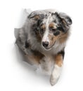 Australian Shepherd dog jumping out of white paper Royalty Free Stock Photo