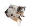 Australian Shepherd dog jumping out of white paper Royalty Free Stock Photo