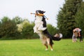 Australian Shepherd dog jumping for a toy Royalty Free Stock Photo