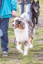 Australian shepherd dog living in Belgium Royalty Free Stock Photo