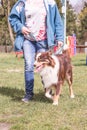 Australian shepherd dog living in Belgium Royalty Free Stock Photo