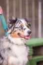 Australian shepherd dog living in Belgium Royalty Free Stock Photo