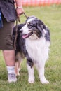 Australian shepherd dog living in belgium Royalty Free Stock Photo