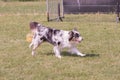 Australian shepherd dog living in belgium Royalty Free Stock Photo