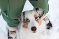 Australian Shepherd dog looking up. Dog with owner during winter walk. Top view dog and humans feet on snow. Blue eyes dog. Royalty Free Stock Photo