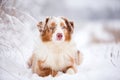 Australian Shepherd dog lying in the snow