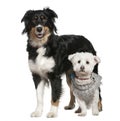 Australian Shepherd dog and Maltese dog Royalty Free Stock Photo