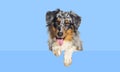 Australian Shepherd dog Panting mouth open with dangling paws over a blank white panel, looking at the camera