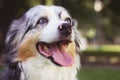 Australian shepherd dog in park. A long-haired white tricolor dog with blue eyes