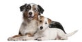 Australian Shepherd dog and Parson Russell Terrier