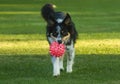 Australian Shepherd dog playing