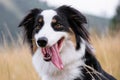 Australian Shepherd dog