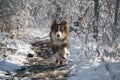 Australian shepherd dog red tricolor with funny face runs fast on white snow against forest background. Aussie dog on