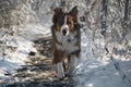 Australian shepherd dog red tricolor with funny face runs fast on white snow against forest background. Aussie dog on