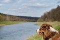 Australian Shepherd dog red tricolor looks at nature and enjoys views, portrait in profile. Blurred background and place on side
