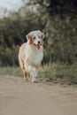 Australian shepherd dog run on the road near the field