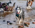 Australian Shepherd Playing with other Dogs in Water Royalty Free Stock Photo