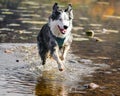 Australian Shepherd Playing in Water Royalty Free Stock Photo