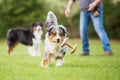 Australian Shepherd dog running for a toy Royalty Free Stock Photo