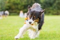 Australian Shepherd dog running with a toy Royalty Free Stock Photo