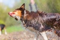 Australian Shepherd dog shaking the fur Royalty Free Stock Photo