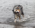 Australian shepherd dog shaking his head Royalty Free Stock Photo