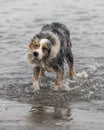 Australian shepherd dog shaking his head Royalty Free Stock Photo