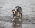 Australian shepherd dog shaking his head Royalty Free Stock Photo