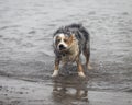 Australian shepherd dog shaking his head Royalty Free Stock Photo