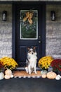 Australian Shepherd Dog Sitting on a Autumn Decorated Porch Royalty Free Stock Photo