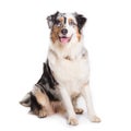 Australian Shepherd dog sitting isolated in white background. Royalty Free Stock Photo