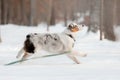 Australian Shepherd dog the snow. Dog on winter walk. Active pet. Running dog Royalty Free Stock Photo