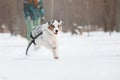 Australian Shepherd dog in the snow. Dog on winter walk. Active pet. Running dog Royalty Free Stock Photo