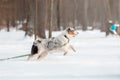 Australian Shepherd dog the snow. Dog on winter walk. Active pet. Running dog Royalty Free Stock Photo