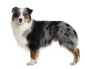 Australian Shepherd dog, standing