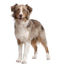 Australian Shepherd dog standing