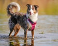 Australian Shepherd Playing in Water Royalty Free Stock Photo