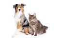 Australian Shepherd Dog and Tabby Cat Royalty Free Stock Photo