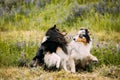 Australian Shepherd Dog And Tricolor Rough Collie, Funny Scottish Collie, Long-haired Collie, English Collie, Lassie Dog