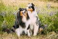 Australian Shepherd Dog And Tricolor Rough Collie, Funny Scottish Collie, Long-haired Collie, English Collie, Lassie Dog