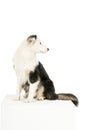 Australian Shepherd dog in white background looking back