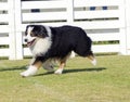 Australian Shepherd dog