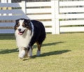 Australian Shepherd dog