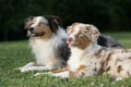 Australian shepherd dogs